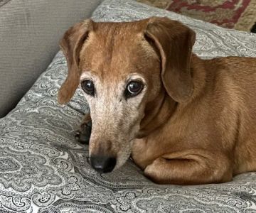 ACCESS Specialty Animal Hospitals - San Fernando Valley