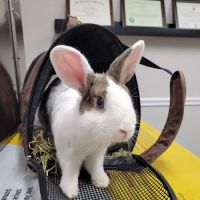 North Fork Animal Hospital ico