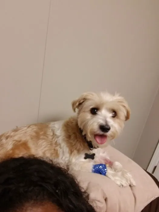 North Fork Animal Hospital 6
