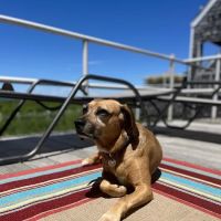 Sandy Paws Veterinary Clinic - Dr Molly Miosek ico