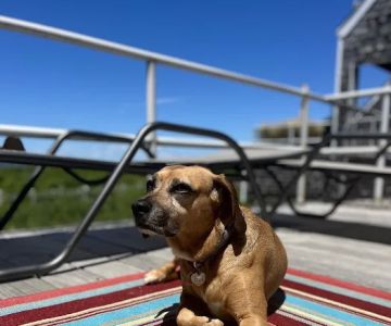 Sandy Paws Veterinary Clinic - Dr Molly Miosek