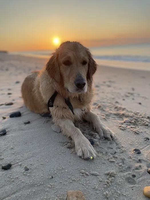 Sandy Paws Veterinary Clinic - Dr Molly Miosek 10