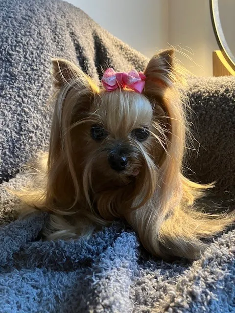 Sandy Paws Veterinary Clinic - Dr Molly Miosek 3