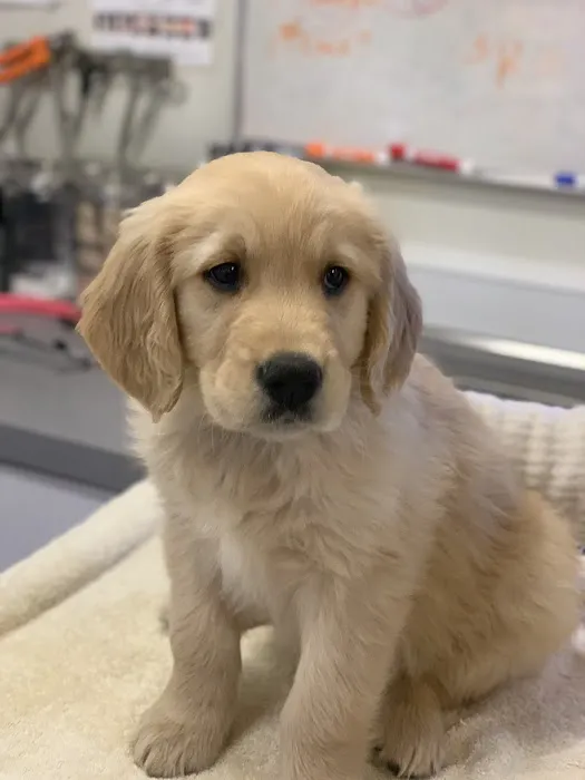 Sandy Paws Veterinary Clinic - Dr Molly Miosek 2