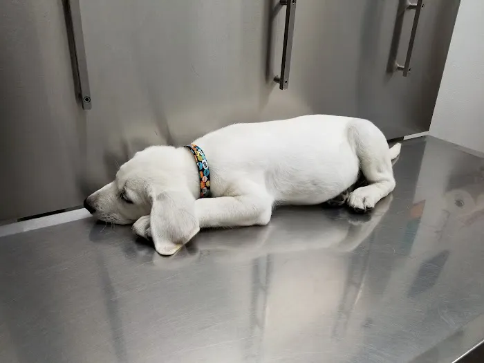 Pets Vet Veterinary Clinic 4