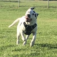 Mar Animal Hospital ico