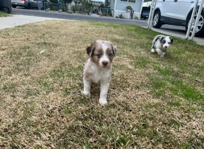 Mar Animal Hospital 4