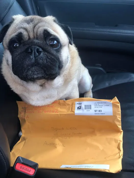 The Pug Penpal Project 2