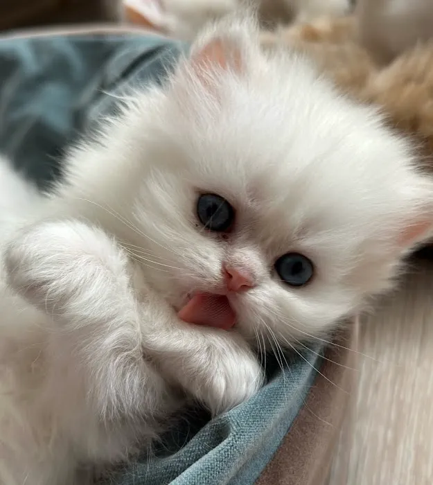 Roses Scottish Fold Cattery & Luxury Cats 10