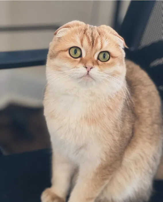 Roses Scottish Fold Cattery & Luxury Cats 9