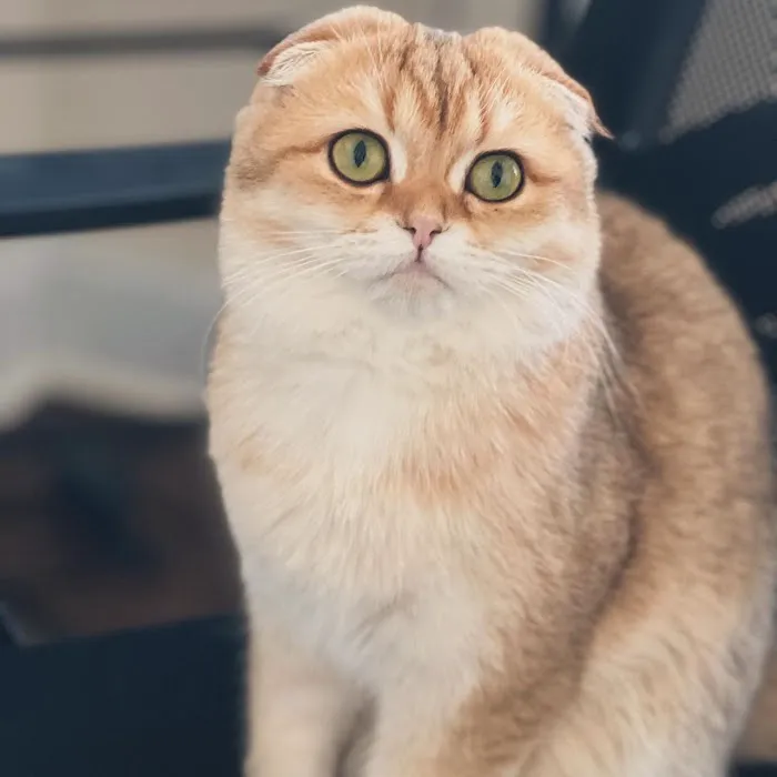 Roses Scottish Fold Cattery & Luxury Cats 7