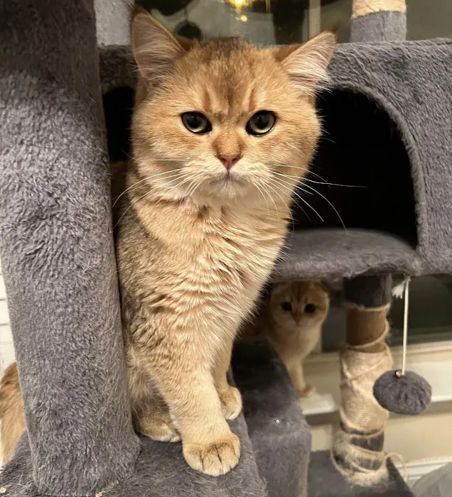 Roses Scottish Fold Cattery & Luxury Cats 8