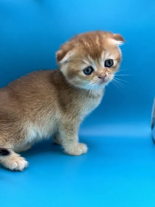 Roses Scottish Fold Cattery & Luxury Cats 3