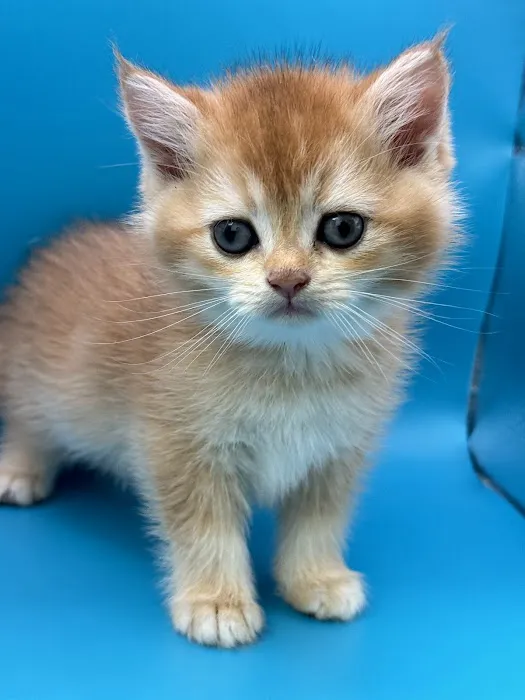 Roses Scottish Fold Cattery & Luxury Cats 4