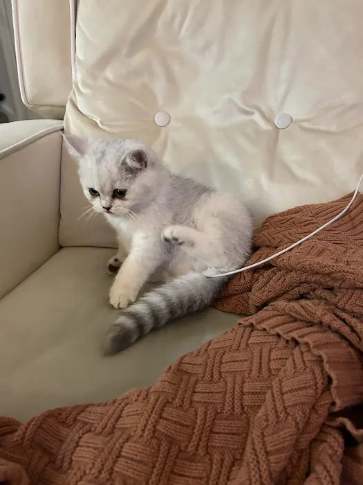 Roses Scottish Fold Cattery & Luxury Cats 1