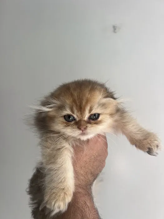 Roses Scottish Fold Cattery & Luxury Cats 6