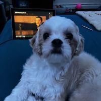 Vetco Vaccination Clinic ico