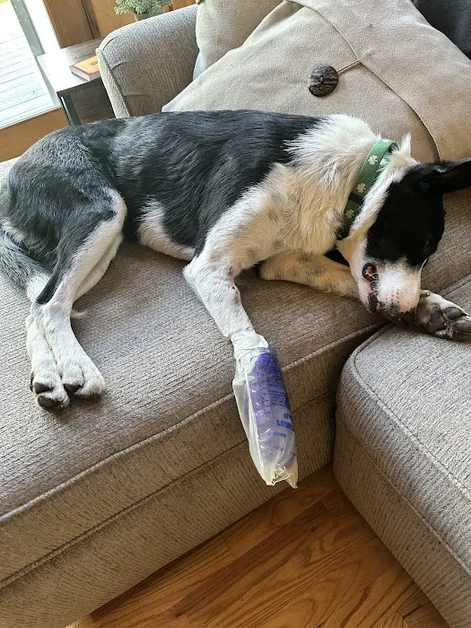 Blandford Animal Hospital 8