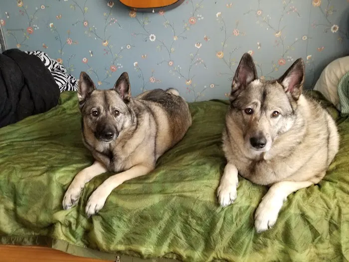 Blandford Animal Hospital 10