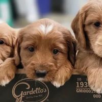 Blandford Animal Hospital ico