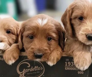 Blandford Animal Hospital