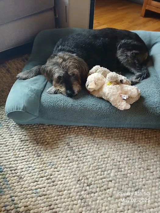 Paws Finding Peace 8
