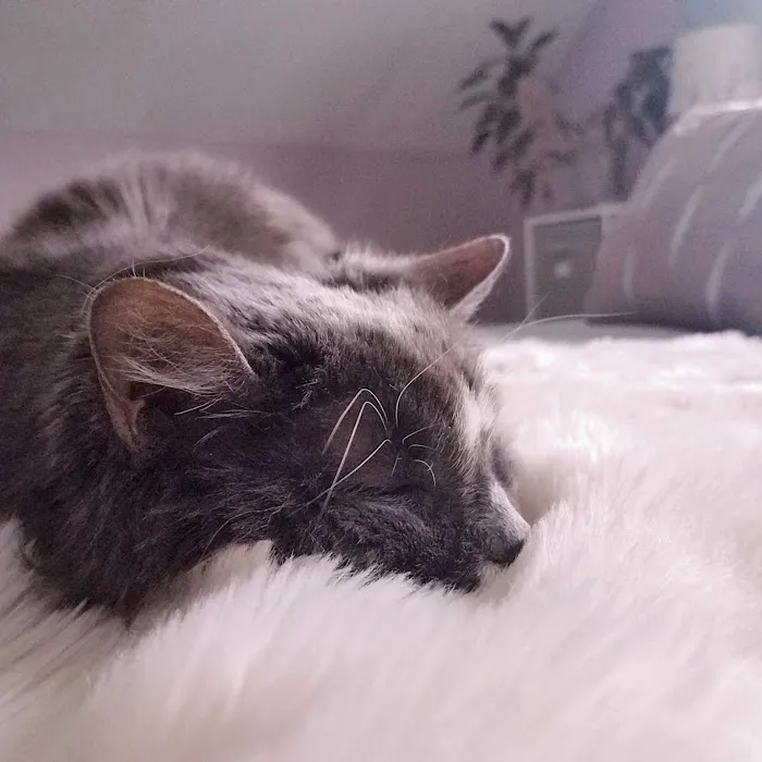 Paws Finding Peace 1