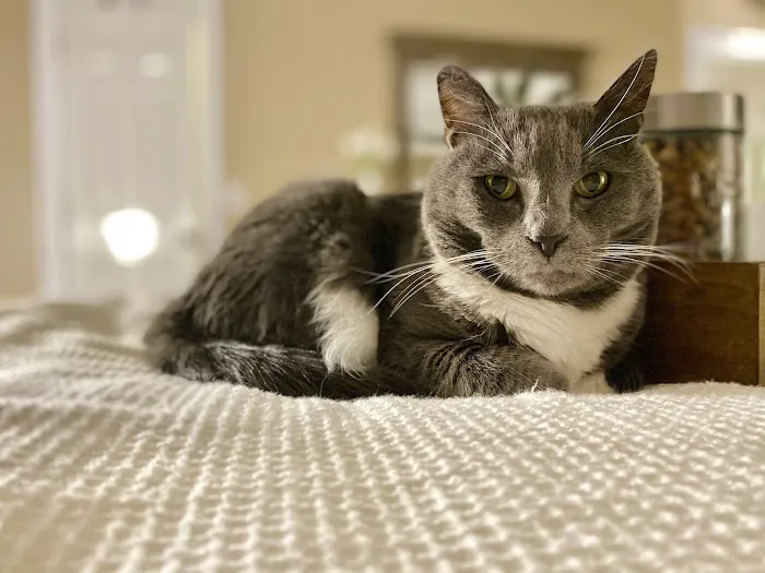 Paws Finding Peace 10