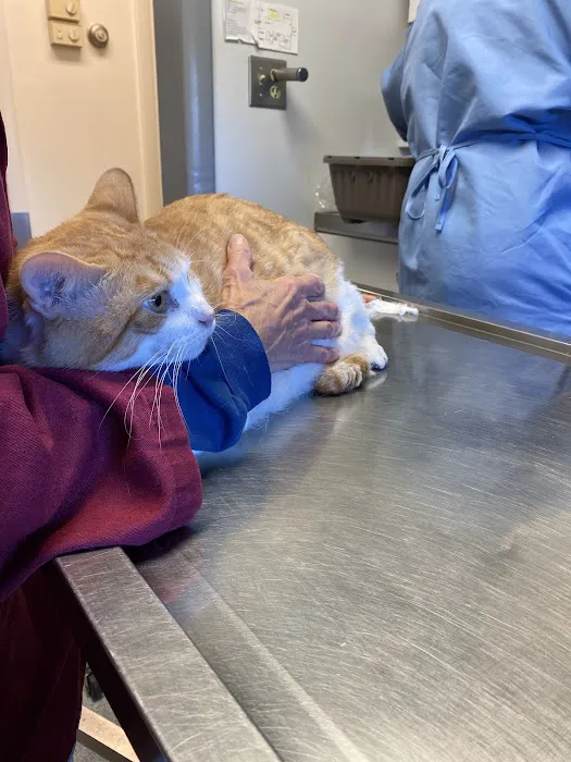 Holyoke Animal Hospital 8