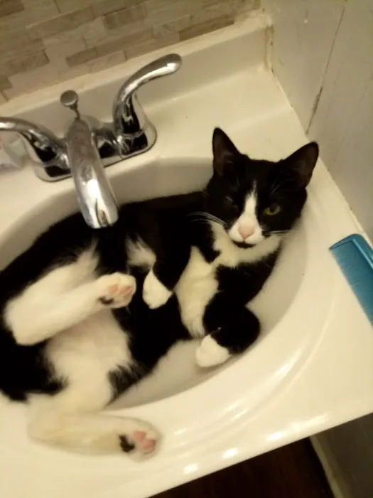 Holyoke Animal Hospital 6