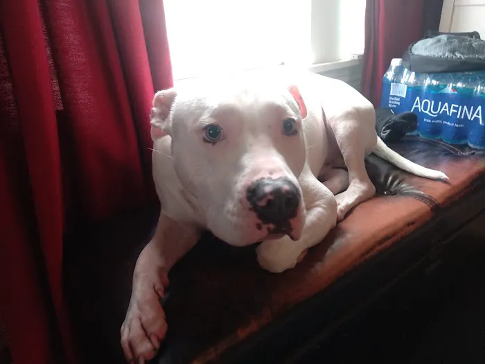 Holyoke Animal Hospital 9