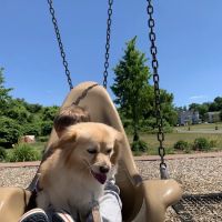 Holyoke Animal Hospital ico