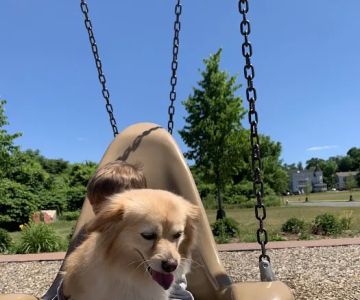 Holyoke Animal Hospital