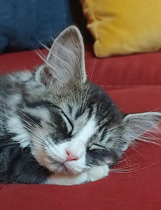 Second Chance Community Veterinary Hospital 4