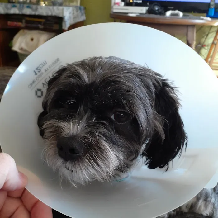 Second Chance Community Veterinary Hospital 6