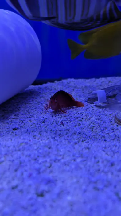Premier Aquatics 2