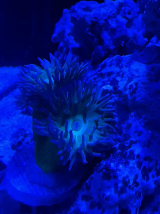 Premier Aquatics 5