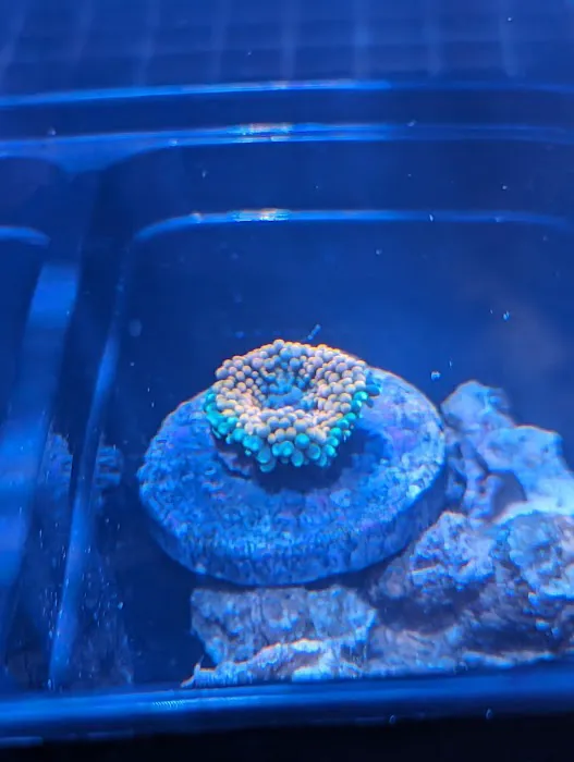 Premier Aquatics 4