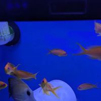 Premier Aquatics ico