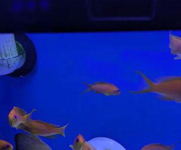 Premier Aquatics