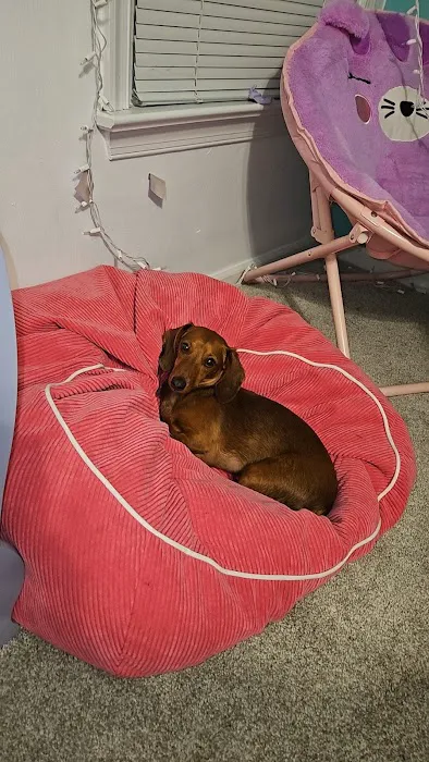 Family Pet 5