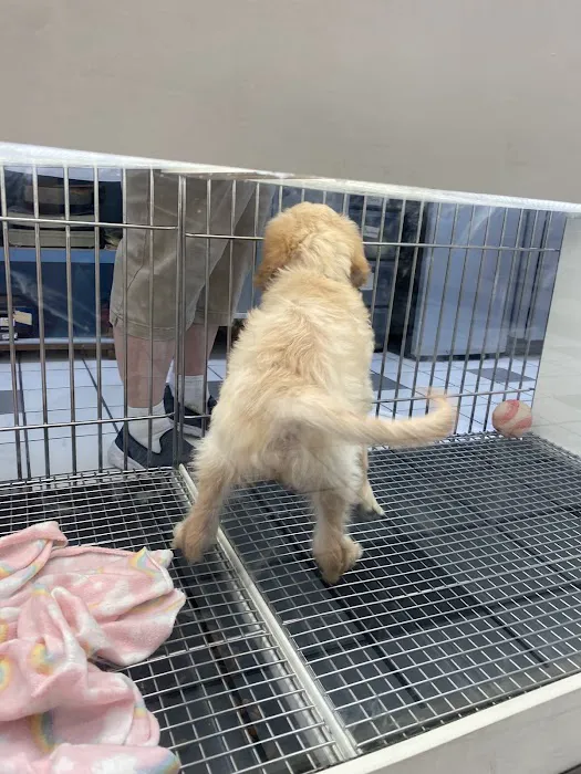 Family Pet 3