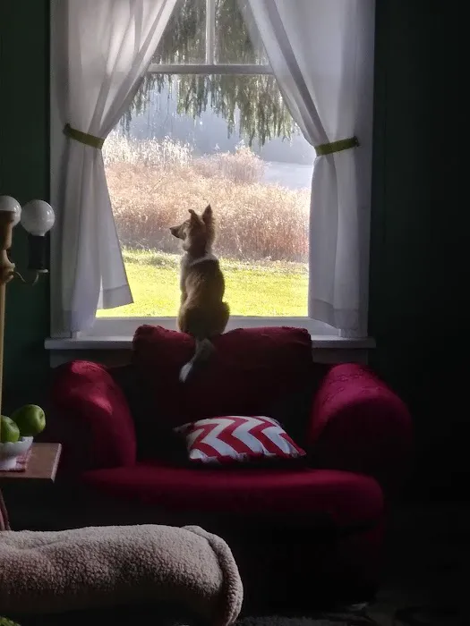 Family Pet 2