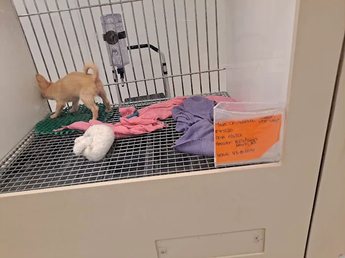 Family Pet 4