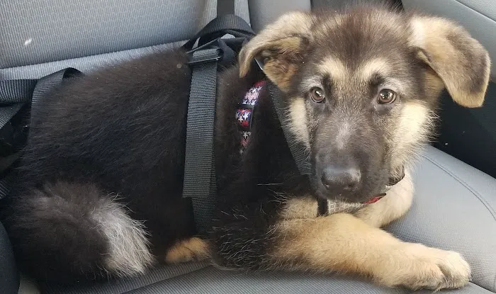 Family Pet 6
