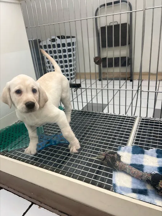Family Pet 9