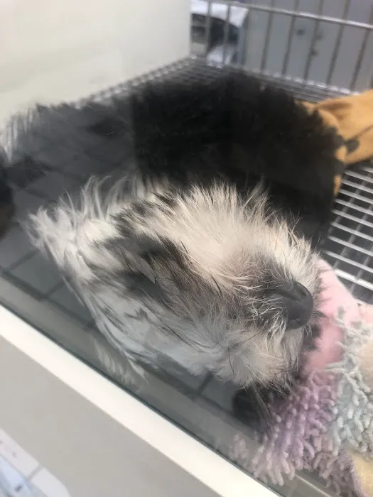 Family Pet 7