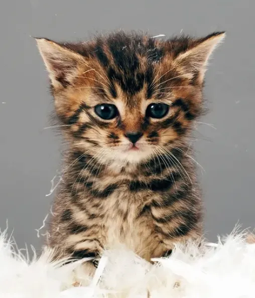 Family Pet 10
