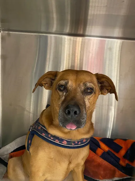 Easthampton Animal Hospital 1