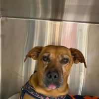 Easthampton Animal Hospital ico
